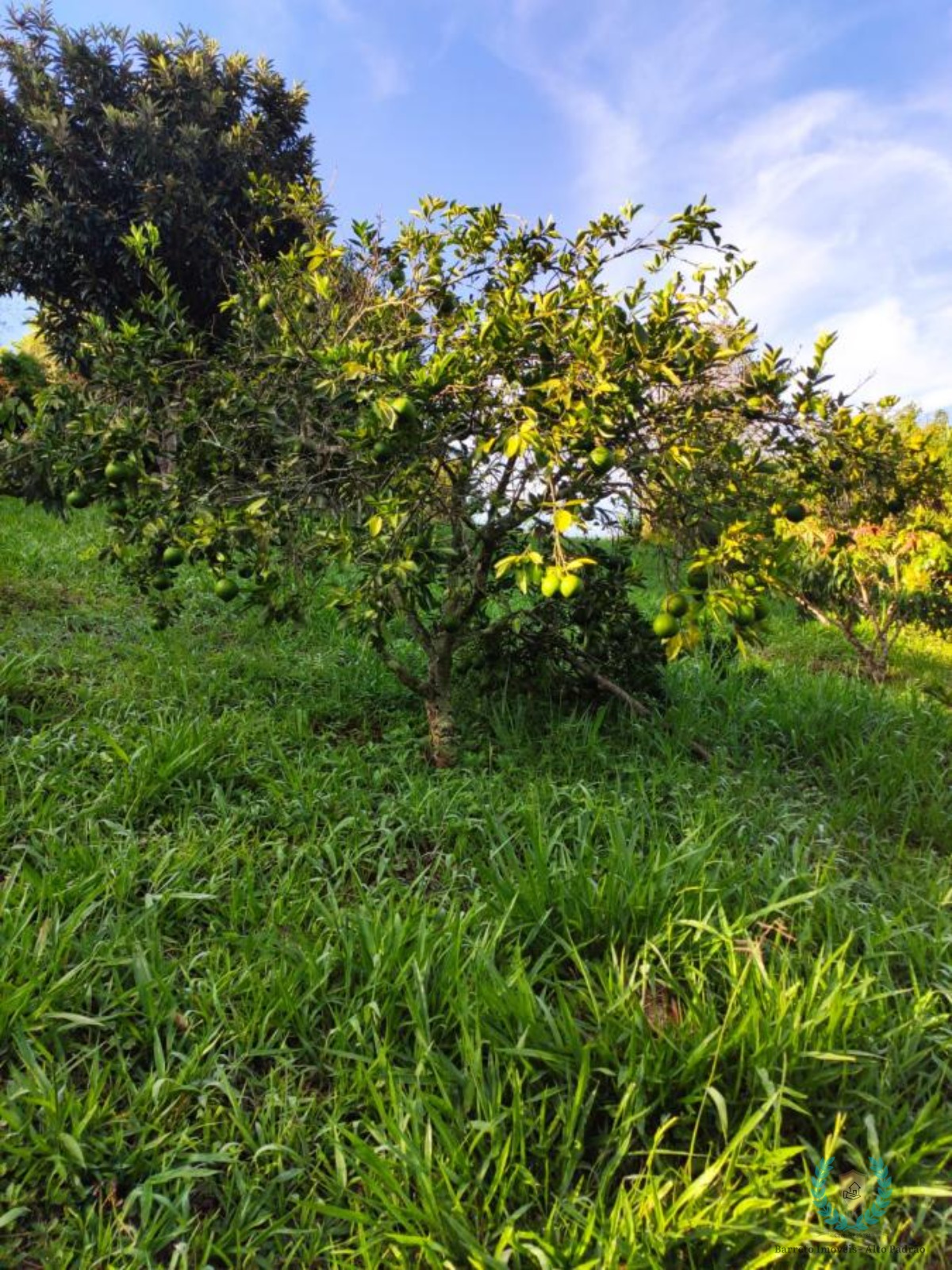 Fazenda à venda com 3 quartos, 420m² - Foto 15